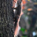 Red squirrell research