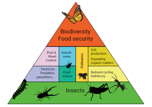 Insects Biodiversity