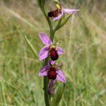 WIT Bee Orchid-min
