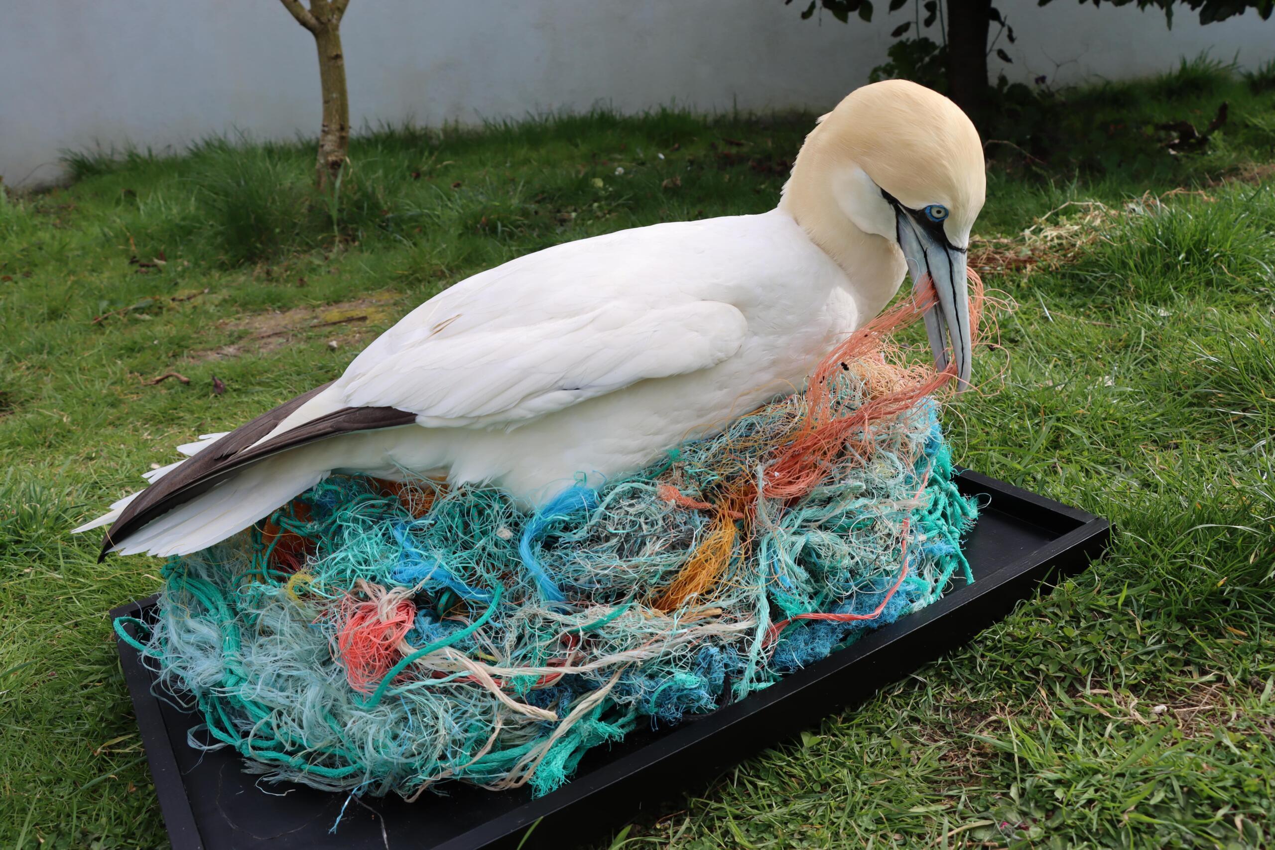 Northern Gannet on nest of plastic