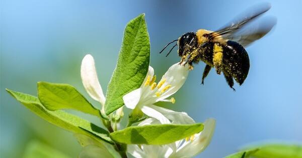 the-buzz-on-pollinators